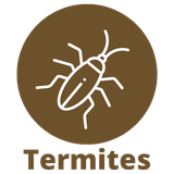 Termites